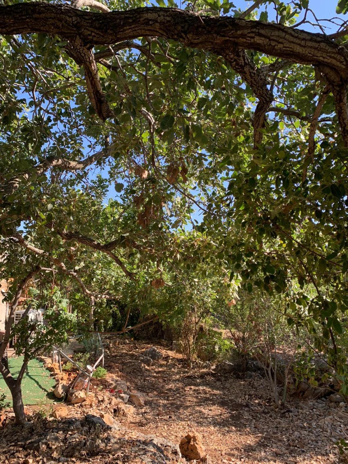 בקתת עץ בחורש במנות - דום גיאודזי - Wooden Cabin In Manot Εξωτερικό φωτογραφία